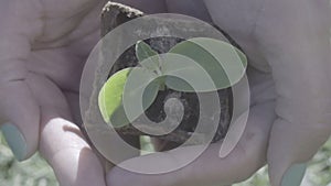 Woman hand holding a little green tree plant,top view.