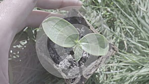 Woman hand holding a little green tree plant,top view.