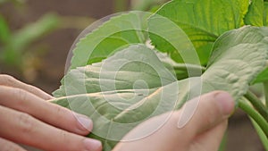 Woman hand holding a little green tree plant,top view.