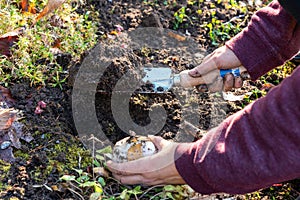 Woman hand holding little shovel digging a hole in the ground to plant a big flower seed for next year.