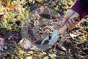 Woman hand holding little shovel digging a hole in the ground to plant a big flower seed for next year.