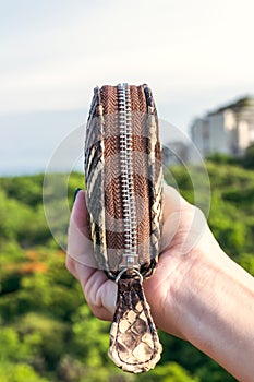 Woman hand holding luxury snakeskin python wallet on a tropical green background.