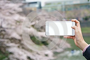 Woman hand holding mobile phone with blank white screen mockup on Japanese cherry blossoms or sakura view