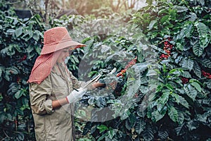 A woman in the hand holding a notebook and standing close to the coffee tree, learning about coffee