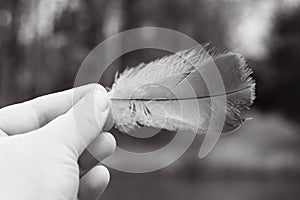 A woman hand holding one bird feather in her hand