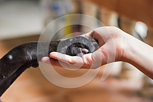 Woman hand holding paw of black dog. Animal and human friendship concept