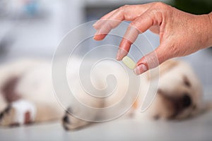 Woman hand holding medication for veterinary purposes