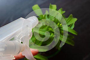 Woman hand holding pulverizer with the stevia plant on the background - Image