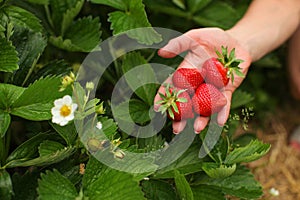 Woman hand holding ripe strawberries, leaves and strawberry flow