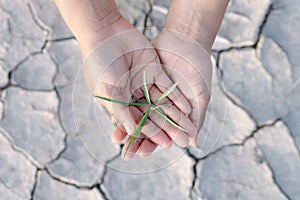 Woman hand holding seedlings are growing from arid soil with morning sun is shining, concept of global warming