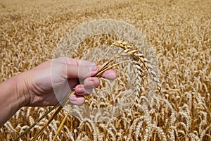 Woman hand holding three ripe ears of wheat