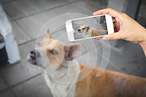 Woman hand holding and using mobile,cell phone,smart phone photography and a stray dog. photo
