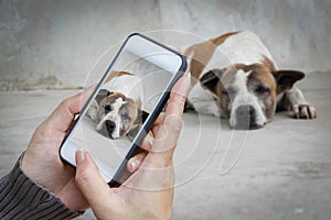 Woman hand holding and using mobile,cell phone,smart phone photography and a stray dog. photo