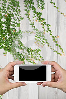 Woman hand holding and using smart phone with screen and wooden wall and wooden floor with ornamental plants.