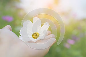 Woman hand holding white cosmos flower in her palm with cosmos g