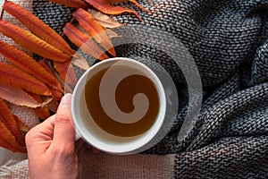 Woman hand holding white cup with herbal hot tea with copy space. Knitted scarf and orange autumn leaves, top view. Drink