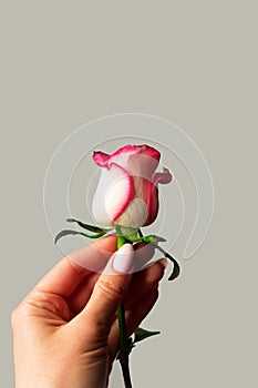 Woman hand holding white and pink rose bud on a gray isolated background. Symbol of chastity and virginity