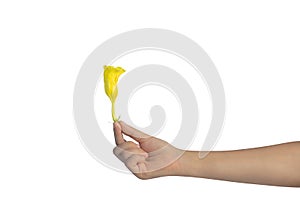 Woman hand holding a yellow Allamanda flowers