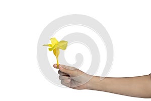 Woman hand holding a yellow Allamanda flowers