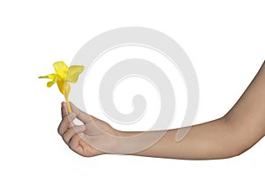Woman hand holding a yellow Allamanda flowers