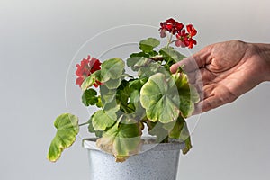 Woman hand holding yellow leaf of blooming geranium damaged because of hotness and drought