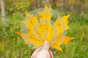 Woman hand holding yellow maple leave