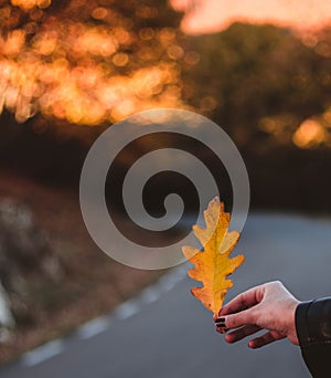Woman hand holding yellow Oak leaf against autumnal forest. Seasonal concept. The colors and mood of autumn. Travel concept