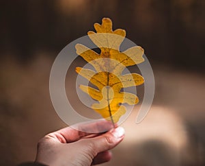 Woman hand holding yellow Oak leaf against autumnal forest. Seasonal concept. The colors and mood of autumn. Travel concept