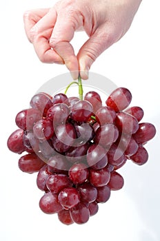 Woman hand holds a cluster of grapes