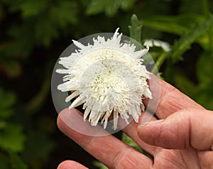 Woman in hand holds a daisy flower, close-up, white