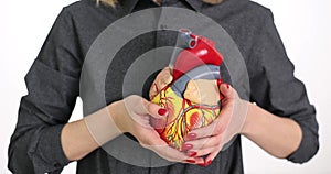 Woman hand holds open model of human heart on body