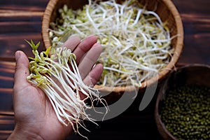 Woman hand with homemade bean sprouts, germinate of green beans