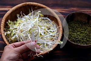 Woman hand with homemade bean sprouts, germinate of green beans