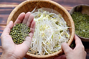 Woman hand with homemade bean sprouts, germinate of green beans