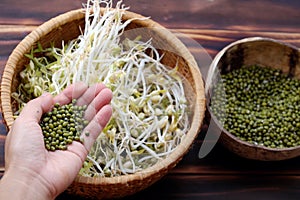 Woman hand with homemade bean sprouts, germinate of green beans