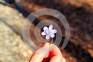 Woman hand keeping a small violet flower in spring