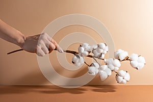 Woman hand keeps cotton brunch on beige background. Soft white flowers. Tenderness. Space for text