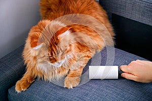 Woman hand with Lint roller removing animal hairs and fluff from furniture. Ginger cat lying near
