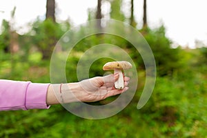 Woman hand with a mushroom at a forest