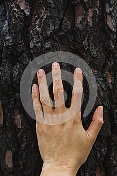 Woman hand on old tree burned bark after a forest fire