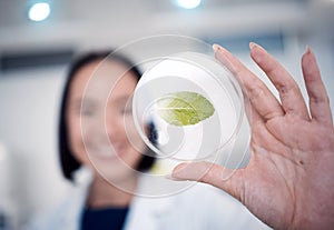 Woman, hand and petri dish with a plant for botany with a biologist studying climate change in the lab. Biology