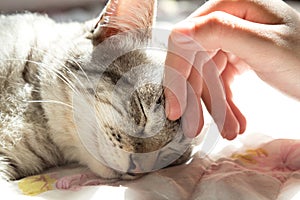 Woman hand petting a cat head with sunlight at sunday morning. love to animals photo