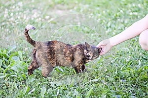 Woman hand petting a cat head outdoors