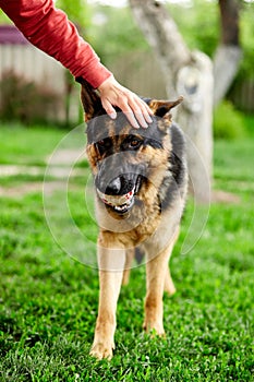 Woman hand petting a dog, German shepherd play in the park. Portrait of a purebred dog. German Shepherd on the grass