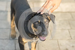 Woman hand is petting dog head