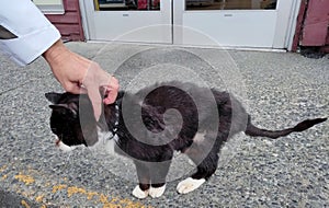 Woman hand petting old cat.