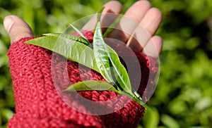 Woman hand pick tea leaf photo