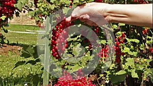 Woman hand picking currant in summer garden.