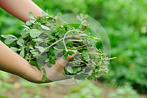 Woman hand picking herb