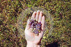 Woman hand picking holding Prunella vulgaris, common self-heal, heal-all, woundwort.